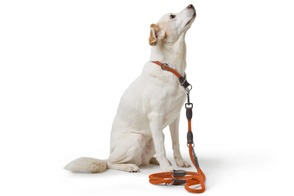 Handsfree Hondenriem Oranje