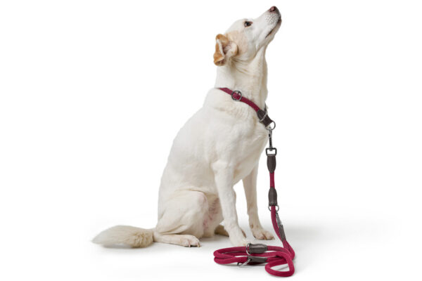 Handsfree Hondenriem Bordeaux