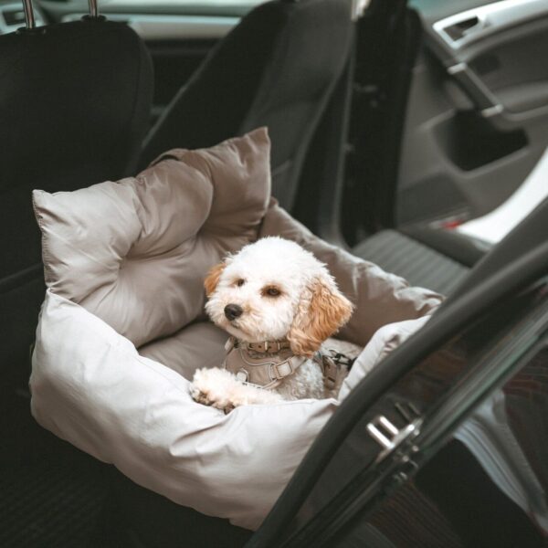 Autostoel Hond & Reismand Rome