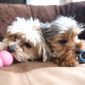 KONG Puppy