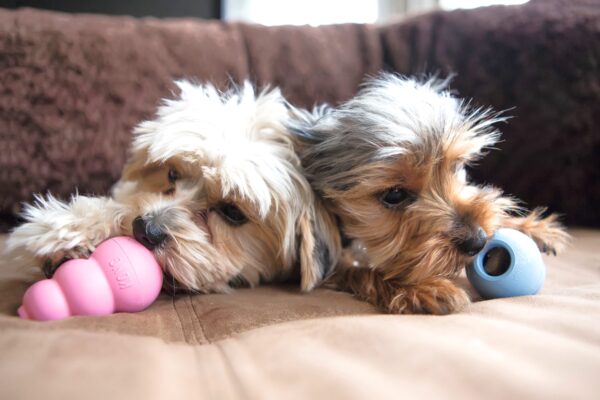 KONG Puppy
