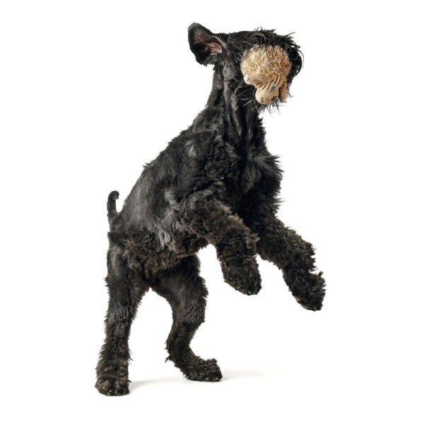 Hondenknuffel Kleine Balou