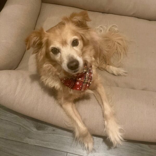 Kerst Bandana Hond