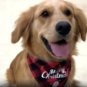 Kerst Bandana Merry Christmas