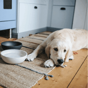 district-70-voerbak-golden-retriever-liggend.gif Voerbak BAMBOO Donkergrijs