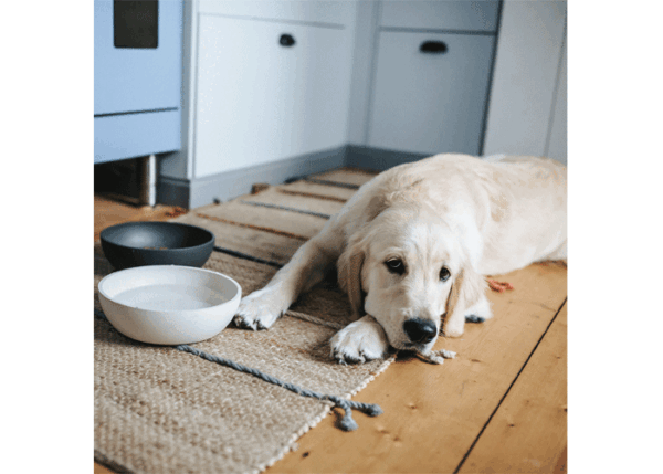 district-70-voerbak-golden-retriever-liggend.gif Voerbak BAMBOO Donkergrijs