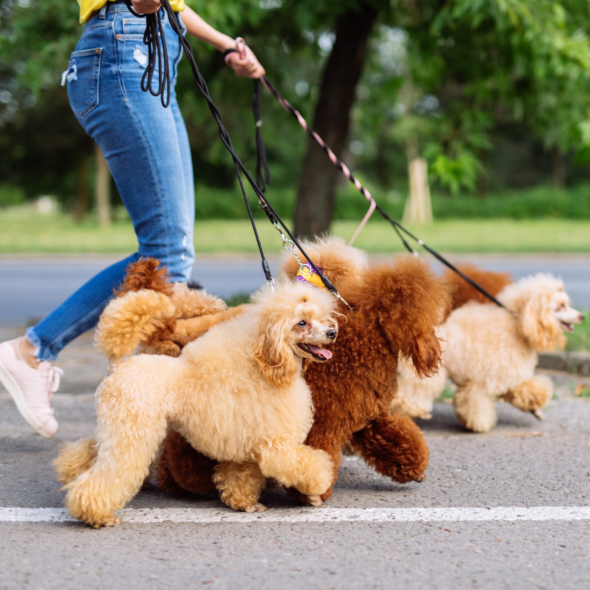wandelen hond, hond uitaten