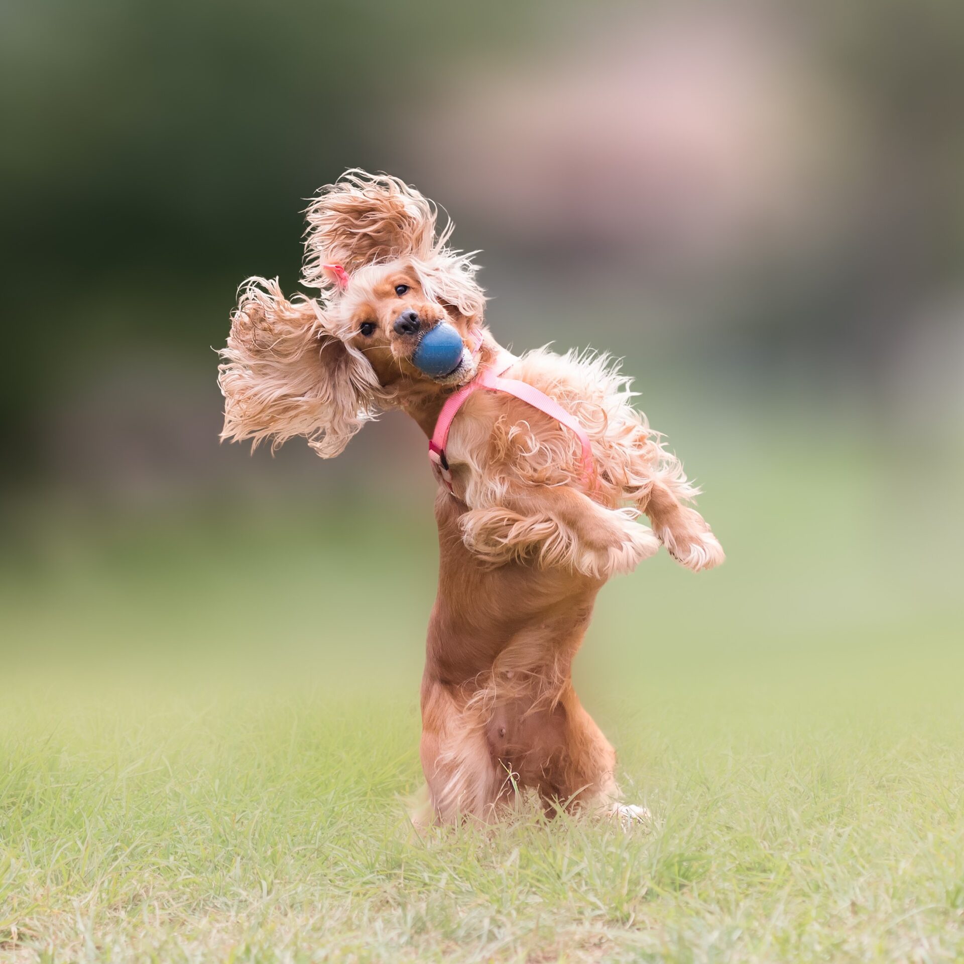 hondenspeelgoed