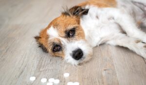 bijwerkingen vlooien- en tekenmiddelen