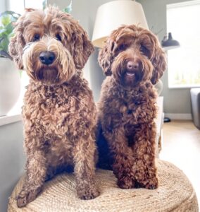 labradoodle