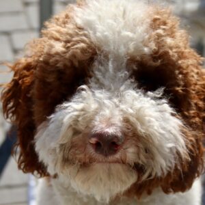 Labradoodle