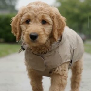 Video: hond in de taupe regenjas tijdens een wandeling in de regen